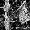 Dried Plant #81