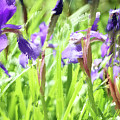 Iris #41