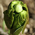 May Apple #488