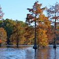 Trap Pond Cypress #04228