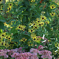 UDEL Garden Rudbeckia and Joe-Pye Weed