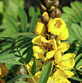 UDEL Garden, Senna