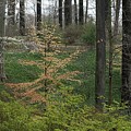 Winterthur Gardens #93